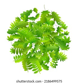 Forest foliage bright vector illustration. Tropical forest foliage macro. Oak and maple leaves isolated. Herbal eco illustration. Wild nature vivid vector.