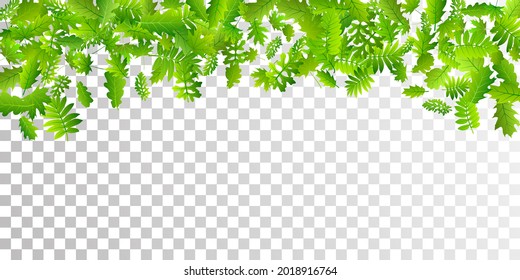 Forest foliage delicate vector design. Herbarium forest foliage macro. Oak and maple leaves isolated. Herbal eco wallpaper. Agriculture beautiful vector.