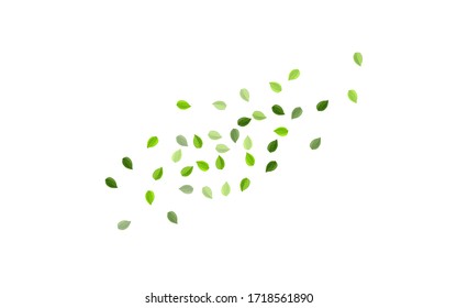 Forest Foliage Ecology Vector Backdrop. Nature Leaf Brochure. Mint Greens Swirl Wallpaper. Leaves Realistic Pattern.