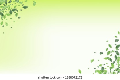 Forest Foliage Ecology Vector Green Background. Forest Leaves Border. Lime Greenery Tea Wallpaper. Leaf Herbal Pattern.