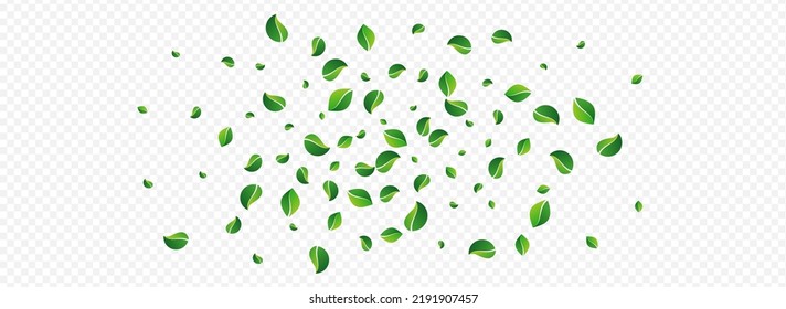 Forest Foliage Falling Vector Panoramic Transparent Background. Tea Leaf Backdrop. Lime Leaves Nature Banner. Greens Tree Poster.