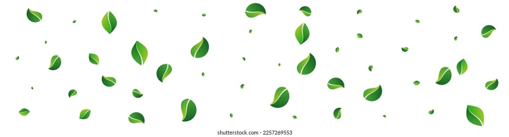 Forest Foliage Falling Vector Panoramic White Background. Swirl Leaves Backdrop. Swamp Leaf Tea Poster. Greens Forest Branch.