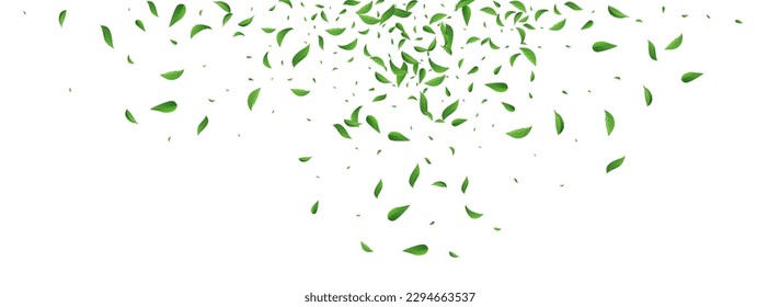 Forest Foliage Falling Vector Panoramic White Background Backdrop. Fly Greens Plant. Mint Leaf Tea Branch. Leaves Spring Border.