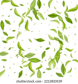 Forest Foliage Fly Vector White Background Branch. Realistic Leaf Backdrop. Mint Greens Abstract Poster. Leaves Flying Concept.