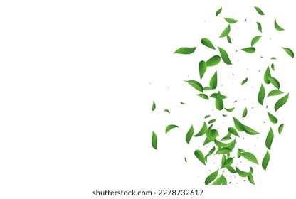 Forest Foliage Fly Vector White Background Brochure. Swirl Greens Pattern. Green Leaf Tea Design. Leaves Transparent Backdrop.