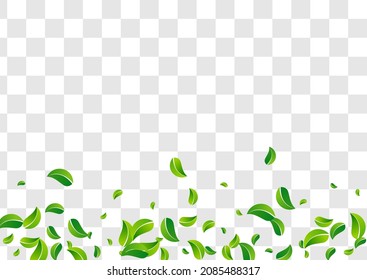 Folleto de fondo transparente del vector de la naturaleza del follaje forestal. Patrón de hojas transparentes. Lime Verdes Fresh Template. Ilustración del bosque de hojas.