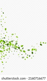 Forest Foliage Organic Vector Transparent Background. Flying Greens Branch. Lime Leaves Tea Brochure. Leaf Herbal Plant.
