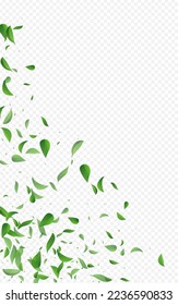 Forest Foliage Organic Vector Transparent Background Plant. Transparent Greens Border. Grassy Leaves Realistic Branch. Leaf Motion Brochure.
