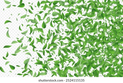 Forest Foliage Organic Vector Transparent Background Banner. Tree Greens Brochure. Swamp Leaves Abstract Concept. Leaf Tea Branch.