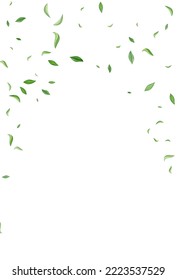 Forest Foliage Organic Vector White Background Template. Fly Leaf Branch. Grassy Leaves Flying Backdrop. Greens Tea Brochure.