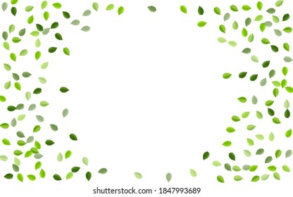 Forest Foliage Realistic Vector Background. Organic Leaves Backdrop. Green Leaf Blur Brochure. Greens Tea Illustration.