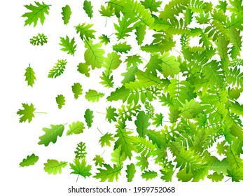 Forest foliage rustic vector illustration. Herbarium forest foliage closeup. Rowan and oak leaves flying. Botanical eco background. Environmental abstract vector.