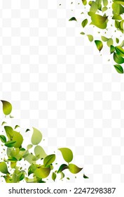 Forest Foliage Spring White Transparent Vector Background Branch. Nature Leaves Brochure. Olive Leaf Fresh Illustration. Greens Tree Pattern.