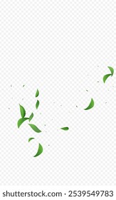 Patrón de fondo transparente de Vector de remolino de follaje forestal. Rama de hojas orgánicas. Fondo de hierbas de hoja de menta. Frontera fresca verde.