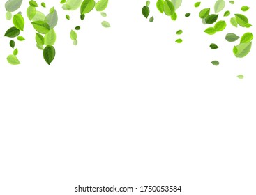 Ilustración del vector de té de flotación forestal. Concepto de hoja difusa. Mint Deja El Fondo De Swirl. Afiche del Viento Verde.