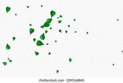 Forest Foliage Tea Vector Transparent Background Poster. Ecology Leaves Pattern. Grassy Greens Spring Banner. Leaf Fly Template.