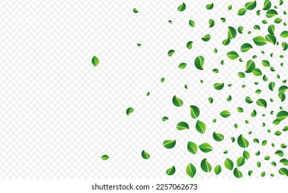 Forest Foliage Tea Vector Transparent Background. Realistic Greens Border. Green Leaf Spring Backdrop. Leaves Ecology Pattern.