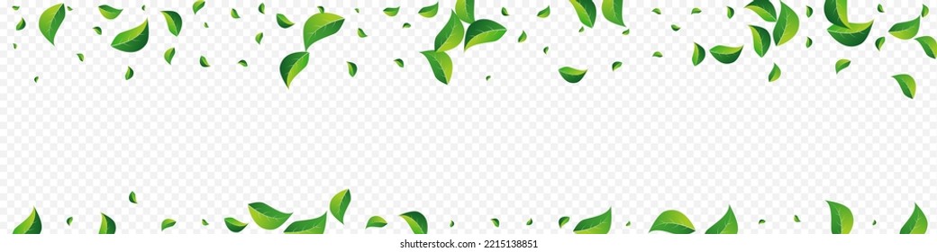 Forest Foliage Transparent Vector Panoramic Transparent Background. Falling Greens Branch. Swamp Leaves Herbal Poster. Leaf Tree Backdrop.