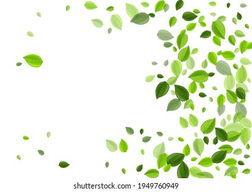 Forest Foliage Forest Vector Design. Fresh Greens Banner. Mint Leaves Nature Illustration. Leaf Tea Wallpaper.