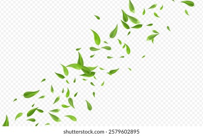 Forest Foliage Forest Vector Transparent Background Backdrop. Nature Leaf Pattern. Green Greens Spring Branch. Leaves Motion Brochure.