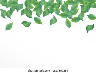 Forest Foliage Forest Vector White Background Template. Motion Greenery Poster. Swamp Leaf Fresh Illustration. Leaves Organic Concept.