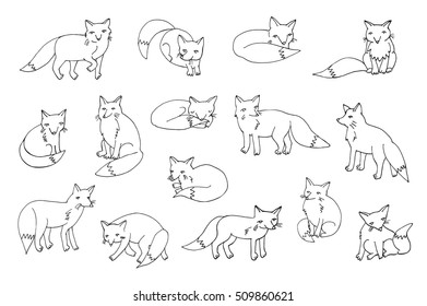 forest fox vector line set