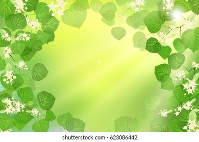 Forest fresh green Linden leaves and flowers with sun rays. Spring and Summer Background.