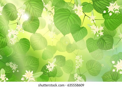 Forest fresh green Linden leaves and flowers with sun rays. Spring and Summer Background.