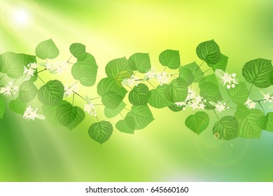 Forest fresh green Linden leaves and flowers with sun rays. Spring and Summer Background.
