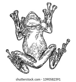 Forest Frog line illustration in grey.  Magic anuran or poison toad hand drawing. Witchcraft, voodoo magic attribute. Illustration for Halloween. Vector.
