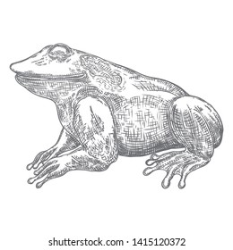 Forest Frog line illustration in grey.  Magic anuran or poison toad hand drawing. Witchcraft, voodoo magic attribute. Illustration for Halloween. Vector.