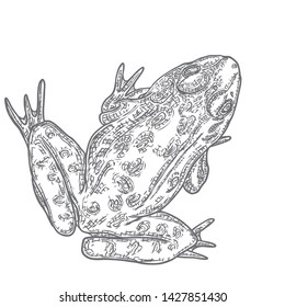 Forest Frog line illustration in grey.  Magic anuran or poison toad hand drawing. Witchcraft, voodoo magic attribute. Illustration for Halloween. Vector.