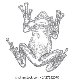 Forest Frog line illustration in grey.  Magic anuran or poison toad hand drawing. Witchcraft, voodoo magic attribute. Illustration for Halloween. Vector.