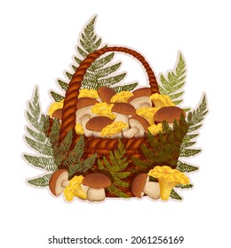 Forest full wicker basket with fresh eatable brown penny bun, porcino, yellow chanterelles and green fern leaves isolated on white background. Seasonal mushrooming illustration. Botanical vector.
