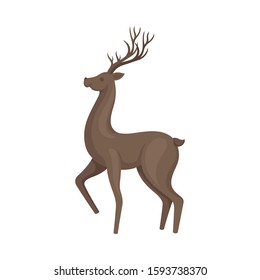 Forest Graceful Deer with Antlers in Standing Pose With His Leg Up Vector Illustration. Wildlife of Forest Mammals Concept