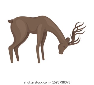 Forest Graceful Deer with Antlers in Standing Pose Bending to the Ground Vector Illustration. Wildlife of Forest Mammals Concept