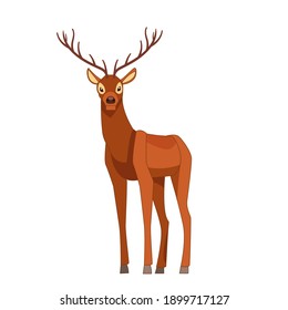 Forest graceful deer with antlers in standing pose. Wildlife of forest mammals concept. Cartoon vector Illustration flat style isolated white background.