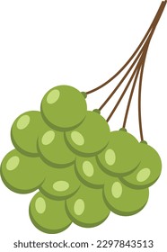 Forest Grapes fruit vector illustration isolated on white background