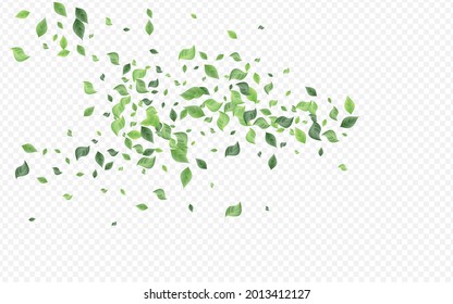 Forest Greenery Abstract Vector Transparent Background Plant. Wind Leaves Border. Grassy Foliage Fresh Poster. Leaf Spring Template.