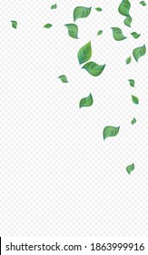 Forest Greenery Ecology Vector Transparent Background Backdrop. Spring Leaf Poster. Mint Leaves Motion Banner. Foliage Falling Branch.