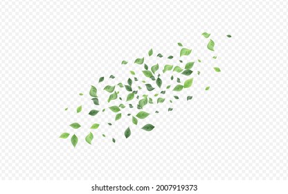 Forest Greenery Ecology Vector Transparent Background Backdrop. Realistic Leaves Brochure. Green Leaf Motion Banner. Foliage Organic Wallpaper.