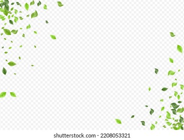 Forest Greenery Falling Vector Transparent Background Backdrop. Flying Leaf Border. Lime Foliage Realistic Banner. Leaves Wind Concept.