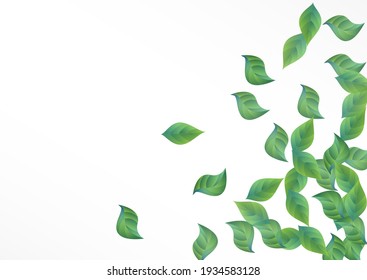 Forest Greenery Fly Vector White Background Design. Wind Leaves Banner. Olive Foliage Blur Branch. Leaf Forest Border.