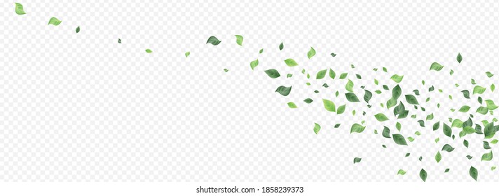 Forest Greenery Nature Vector Panoramic Transparent Background Plant. Tea Foliage Branch. Green Leaves Realistic Backdrop. Leaf Forest Illustration.