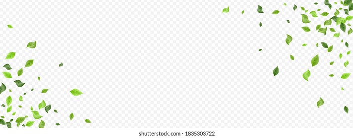 Forest Greenery Tree Vector Panoramic Transparent Background Concept. Swirl Leaf Design. Green Leaves Ecology Brochure. Foliage Falling Pattern.