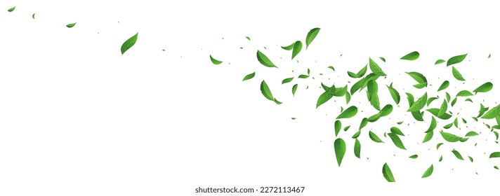Forest Greens Falling Vector Panoramic White Background Template. Wind Foliage Brochure. Lime Leaf Realistic Illustration. Leaves Tree Backdrop.