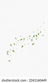 Forest Greens Falling Vector Transparent Background Border. Wind Leaves Illustration. Grassy Leaf Abstract Design. Foliage Flying Pattern.