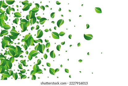 Forest Greens Fly Vector White Background. Organic Leaves Plant. Mint Leaf Abstract Design. Foliage Spring Illustration.