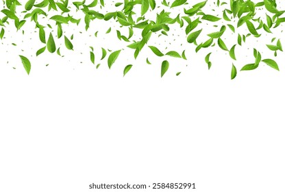 Forest Greens Fly Vector White Background Concept. Swirl Leaves Template. Mint Foliage Tree Poster. Leaf Transparent Illustration.