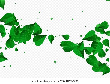 Forest Greens Flying Vector Transparent Background Plant. Nature Leaves Backdrop. Swamp Leaf Falling Banner. Foliage Blur Poster.